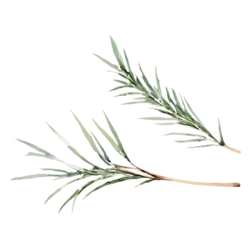 Rosemary young tender sprig with soft needles, slender woody stems lined with fine needle-like deep-green leaves, watercolor painting, transparent background