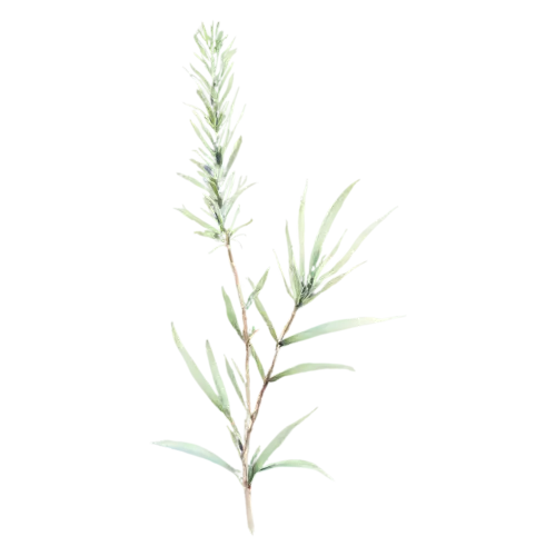 Rosemary forked sprig with a small side shoot, slender woody stems lined with fine needle-like deep-green leaves, watercolor painting, transparent background
