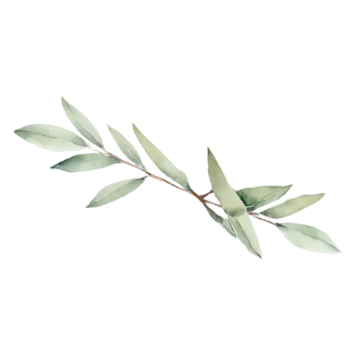 Sage with a cluster of velvety gray-green leaves, soft velvety gray-green oval leaves with a fine pebbled texture, watercolor painting, transparent background