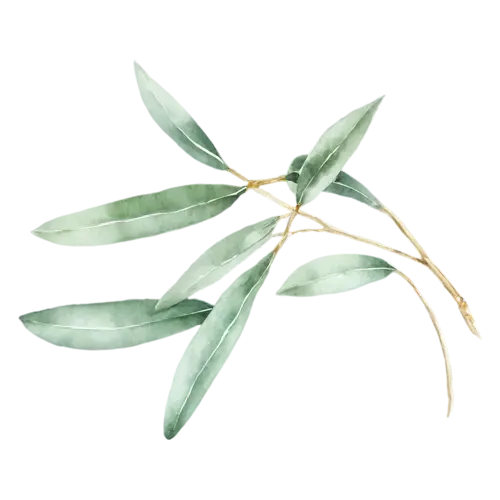 Sage garden-sage variety with long oval leaves, soft velvety gray-green oval leaves with a fine pebbled texture, watercolor painting, transparent background