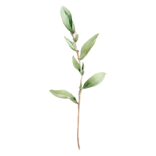 Sage with a single upright stem of paired leaves, soft velvety gray-green oval leaves with a fine pebbled texture, watercolor painting, transparent background