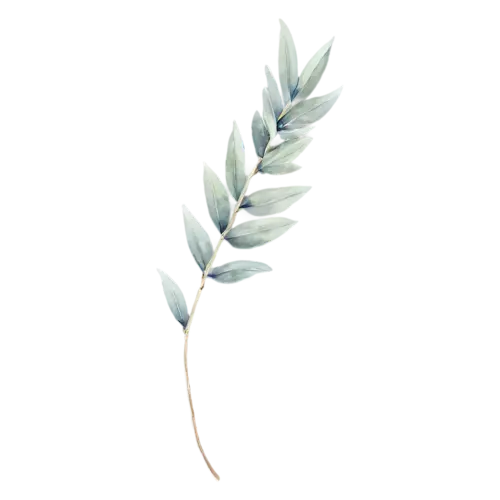 Sage with broad silvery leaves fanning out, soft velvety gray-green oval leaves with a fine pebbled texture, watercolor painting, transparent background