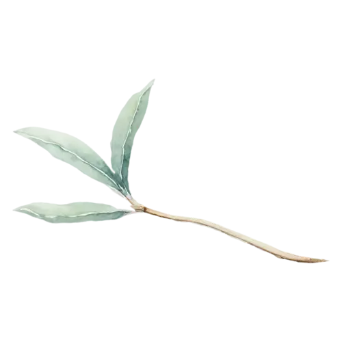 Sage with soft pebbled leaves along the stem, soft velvety gray-green oval leaves with a fine pebbled texture, watercolor painting, transparent background