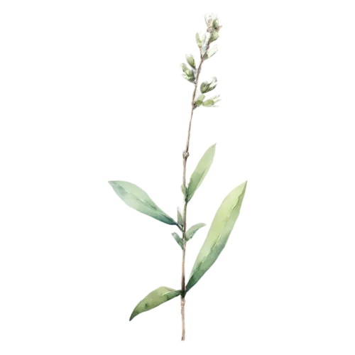 Sage with a small spike of pale flowers, soft velvety gray-green oval leaves with a fine pebbled texture, watercolor painting, transparent background