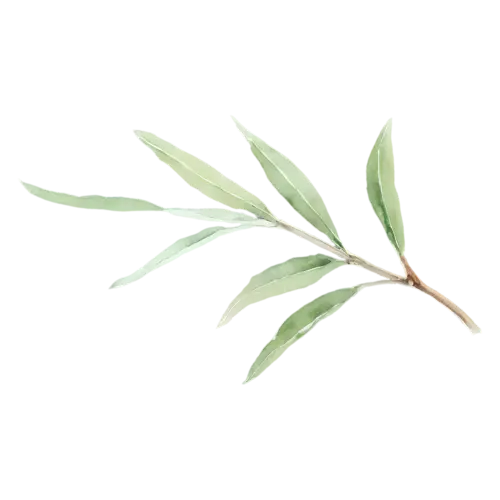 Sage young sprig with tender pale leaves, soft velvety gray-green oval leaves with a fine pebbled texture, watercolor painting, transparent background