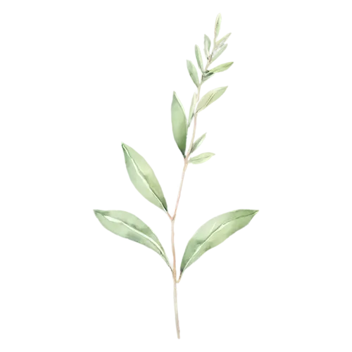 Sage with a tall stem of evenly spaced leaves, soft velvety gray-green oval leaves with a fine pebbled texture, watercolor painting, transparent background