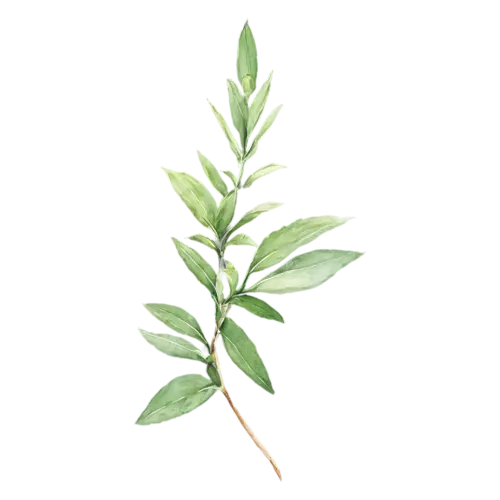Sage pineapple-sage variety with bright-green pointed leaves, soft velvety gray-green oval leaves with a fine pebbled texture, watercolor painting, transparent background
