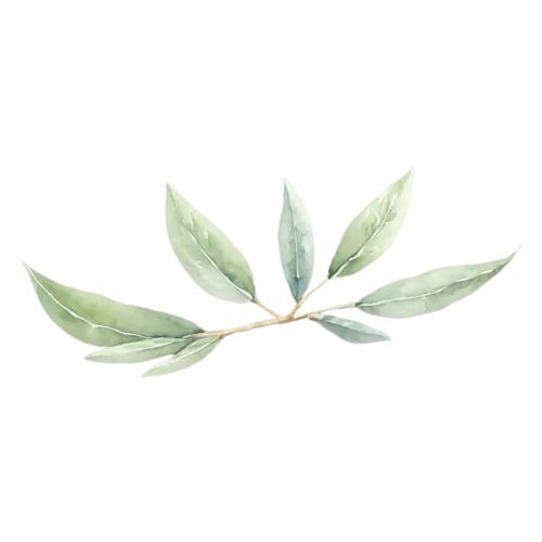 Sage compact sprig with a rosette of leaves, soft velvety gray-green oval leaves with a fine pebbled texture, watercolor painting, transparent background