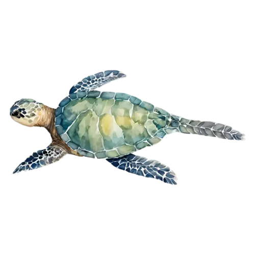 Sea Turtle viewed from above, a patterned shell, watercolor painting, transparent background