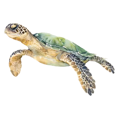 Sea Turtle with flippers spread gliding, a patterned shell, watercolor painting, transparent background
