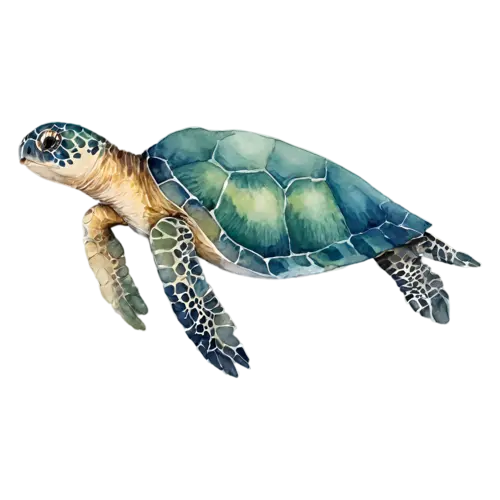 Sea Turtle in a gentle downward dive, a patterned shell, watercolor painting, transparent background