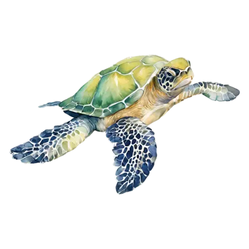 Sea Turtle swimming gently upward, a patterned shell, watercolor painting, transparent background