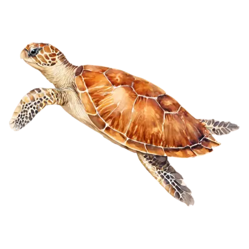 Sea Turtle in three-quarter view, a patterned shell, watercolor painting, transparent background