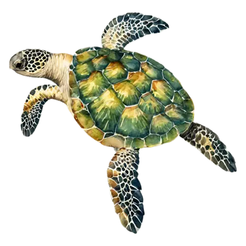 Sea Turtle a baby sea turtle swimming, a patterned shell, watercolor painting, transparent background