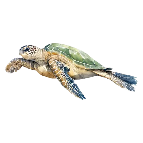 Sea Turtle with front flippers raised, a patterned shell, watercolor painting, transparent background