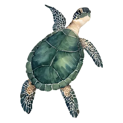 Sea Turtle in a calm resting pose, a patterned shell, watercolor painting, transparent background