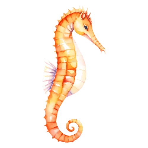 Seahorse with head tilted upward, a curled tail, watercolor painting, transparent background