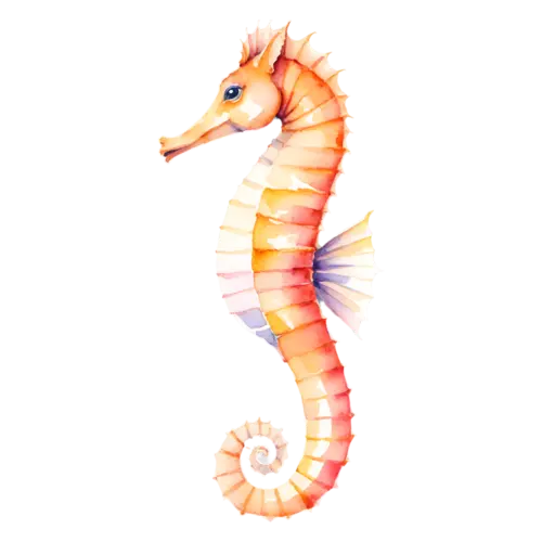 Seahorse with tail curled forward, a curled tail, watercolor painting, transparent background
