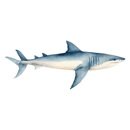 Shark swimming in side profile, a sleek gray torpedo-shaped body, watercolor painting, transparent background