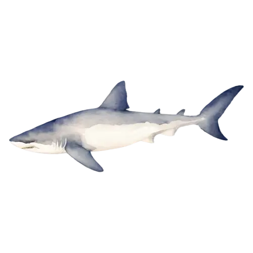Shark in a gentle downward dive, a sleek gray torpedo-shaped body, watercolor painting, transparent background