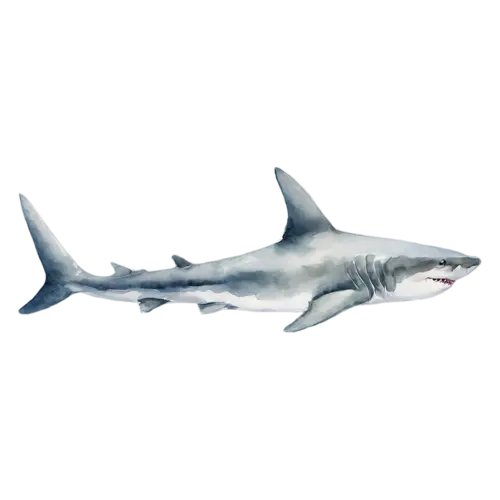 Shark with its dorsal fin raised, a sleek gray torpedo-shaped body, watercolor painting, transparent background