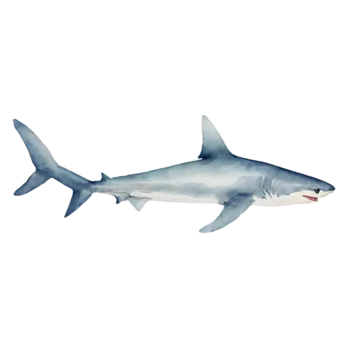 Shark in a soft curved swimming pose, a sleek gray torpedo-shaped body, watercolor painting, transparent background
