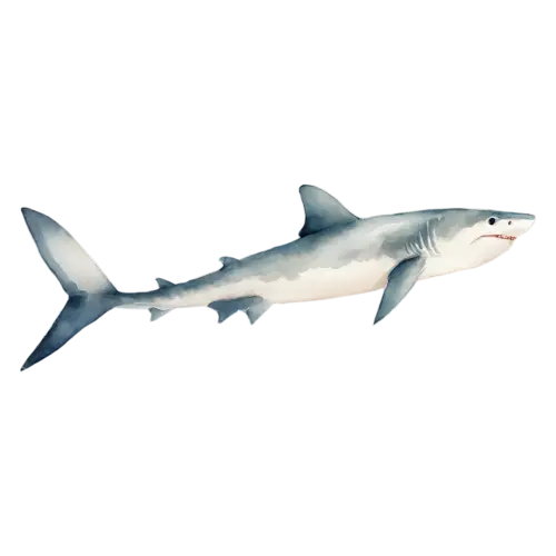Shark a small baby shark swimming, a sleek gray torpedo-shaped body, watercolor painting, transparent background
