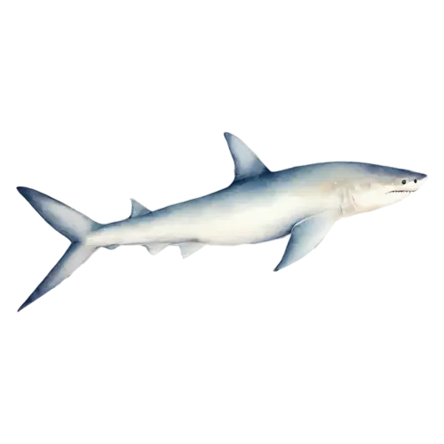 Shark in a rounded friendly pose, a sleek gray torpedo-shaped body, watercolor painting, transparent background