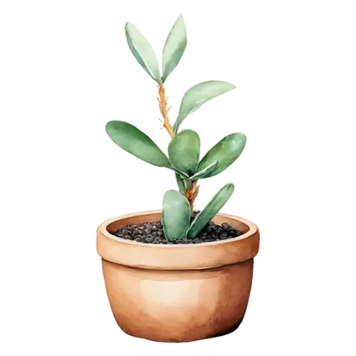 Succulent flowering kalanchoe in a pot, plump rosettes and fleshy leaves in soft sage greens, watercolor painting, transparent background