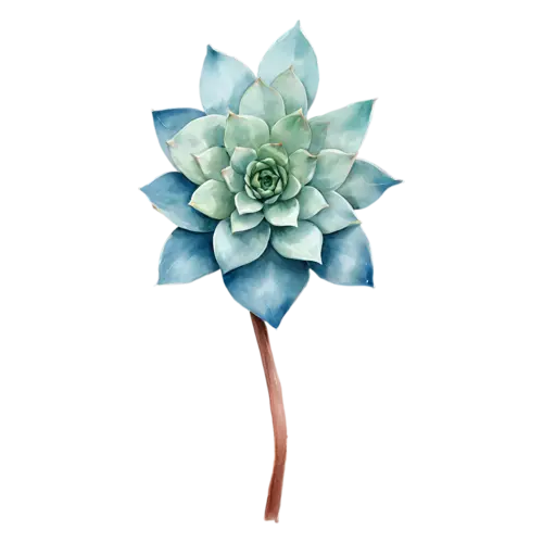 Succulent blue echeveria rosette viewed from above, plump rosettes and fleshy leaves in soft sage greens, watercolor painting, transparent background