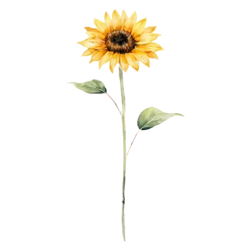 Sunflower single golden bloom facing forward, bold golden-yellow petals around a large dark seeded center, watercolor painting, transparent background