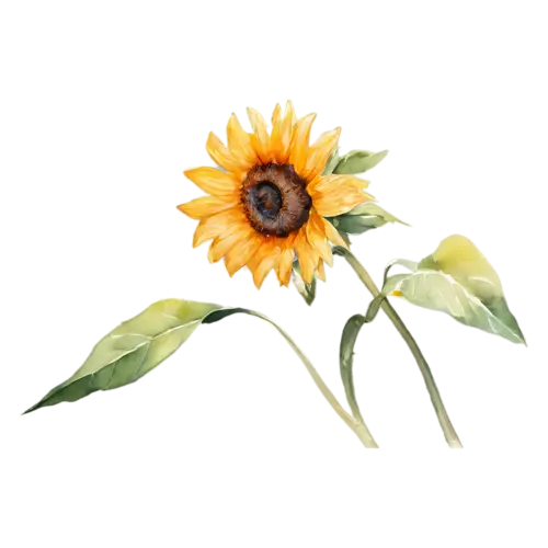 Sunflower bright yellow bloom with a dark seeded center, bold golden-yellow petals around a large dark seeded center, watercolor painting, transparent background