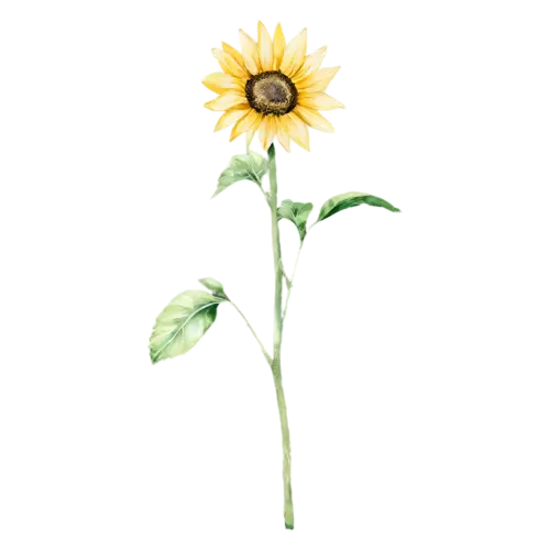 Sunflower bloom viewed slightly from the side, bold golden-yellow petals around a large dark seeded center, watercolor painting, transparent background