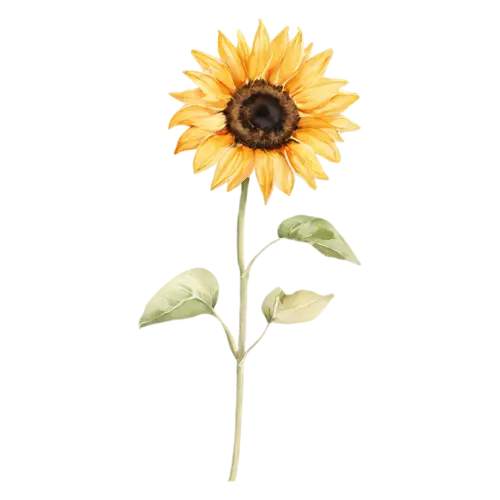 Sunflower bloom with a green leaf and short stem, bold golden-yellow petals around a large dark seeded center, watercolor painting, transparent background