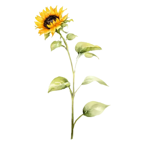 Sunflower bloom with broad pointed petals, bold golden-yellow petals around a large dark seeded center, watercolor painting, transparent background