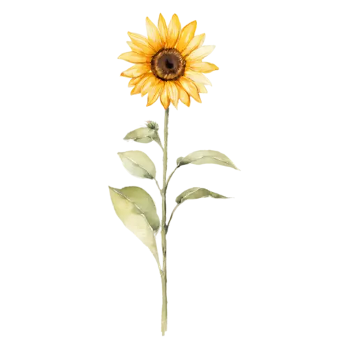 Sunflower deep golden bloom in full flower, bold golden-yellow petals around a large dark seeded center, watercolor painting, transparent background