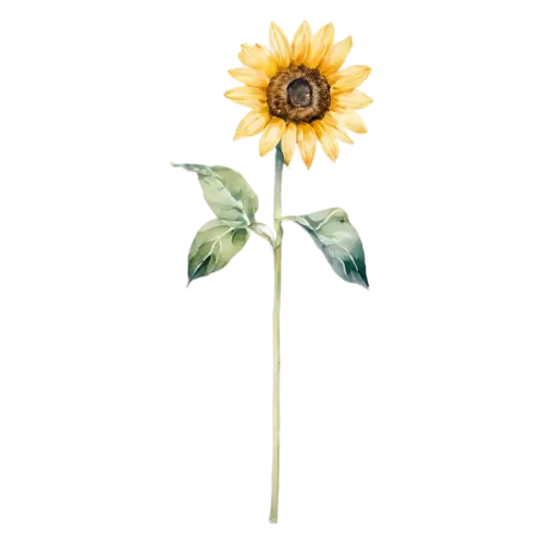 Sunflower bloom with two layers of petals, bold golden-yellow petals around a large dark seeded center, watercolor painting, transparent background
