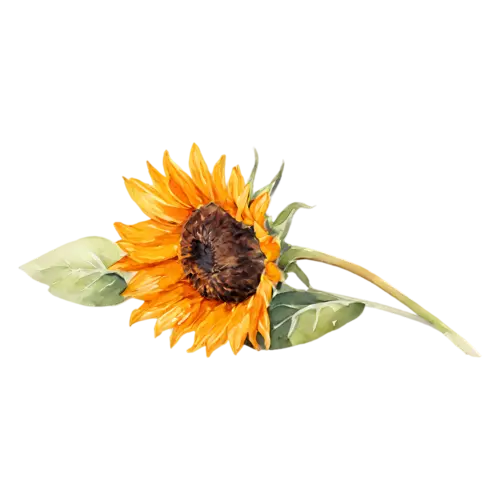 Sunflower single bloom on a short stem, bold golden-yellow petals around a large dark seeded center, watercolor painting, transparent background