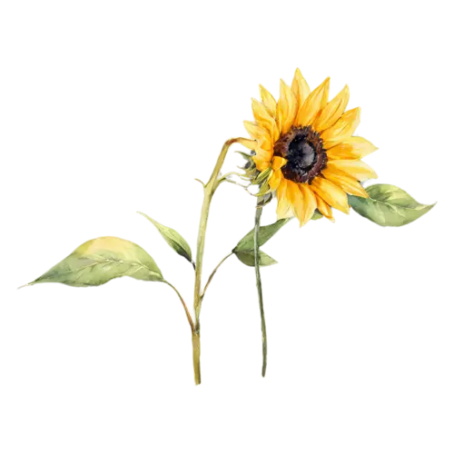 Sunflower bloom viewed from a three-quarter angle, bold golden-yellow petals around a large dark seeded center, watercolor painting, transparent background