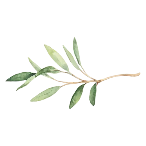 Thyme watercolor clipart