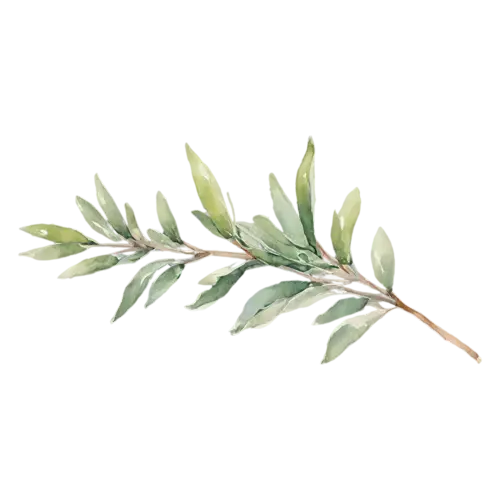 Thyme common-thyme variety with small green leaves, delicate woody stems with tiny oval green leaves, watercolor painting, transparent background