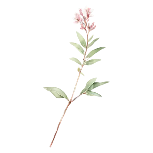 Thyme with a short sprig of densely set leaves, delicate woody stems with tiny oval green leaves, watercolor painting, transparent background
