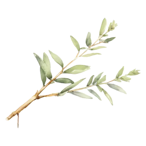 Thyme lemon-thyme variety with variegated leaves, delicate woody stems with tiny oval green leaves, watercolor painting, transparent background