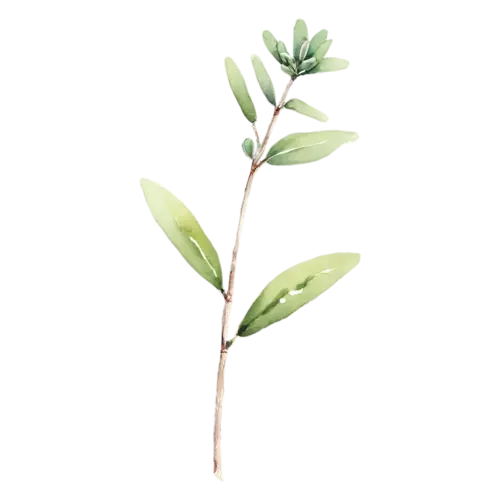 Thyme with a curving stem of small leaves, delicate woody stems with tiny oval green leaves, watercolor painting, transparent background