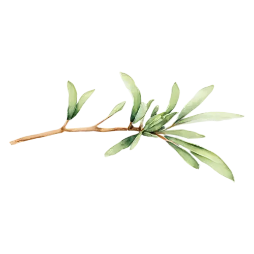 Thyme with a tender sprig and pale tips, delicate woody stems with tiny oval green leaves, watercolor painting, transparent background
