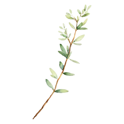 Thyme with a fine sprig bearing tiny pink flowers, delicate woody stems with tiny oval green leaves, watercolor painting, transparent background