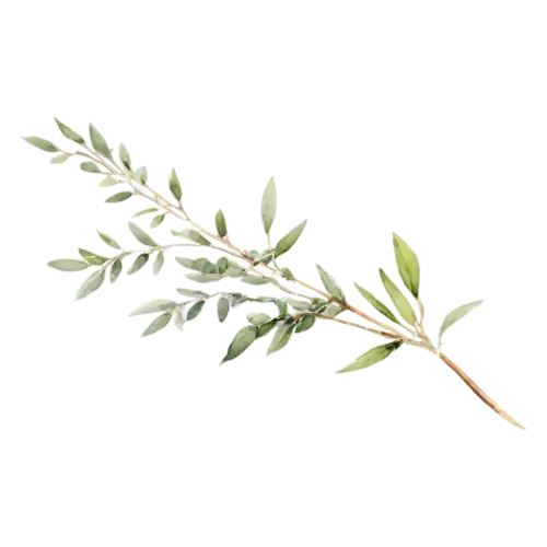 Thyme with an upright woody stem of leaves, delicate woody stems with tiny oval green leaves, watercolor painting, transparent background