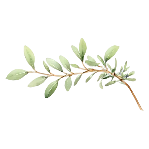 Thyme creeping-thyme variety with trailing stems, delicate woody stems with tiny oval green leaves, watercolor painting, transparent background