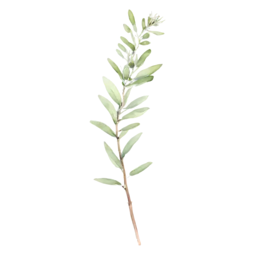 Thyme with a delicate sprig of fine foliage, delicate woody stems with tiny oval green leaves, watercolor painting, transparent background