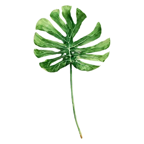 Tropical Leaf monstera deliciosa with deep splits and holes, bold oversized leaves — monstera, watercolor painting, transparent background